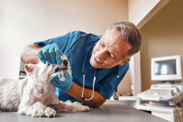 Best Emergency Dental Care for Broken or Chipped Teeth in Dayton, MN